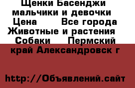 Щенки Басенджи ,мальчики и девочки › Цена ­ 1 - Все города Животные и растения » Собаки   . Пермский край,Александровск г.